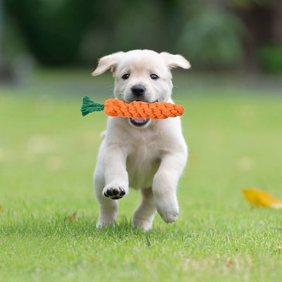Puppy Training 101: Building a Strong Foundation  Introduction: