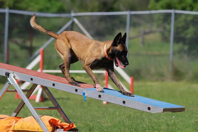 Top Tips for Managing Your Canine Athlete