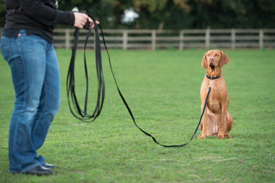 How to teach a dog recall ?