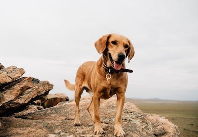 Building Confidence in Your Dog: A Comprehensive Guide