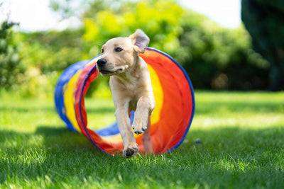 Run, Fetch, Jump: A Comprehensive Guide to Dog Fitness