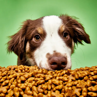 The Ultimate Guide to Choosing the Right Dog Food