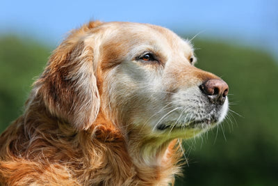 A Guide to Navigating Care for Senior Dogs
