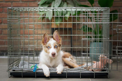 How To Crate Train A Dog ?