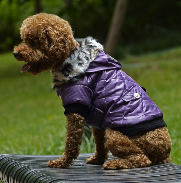 Stylish Winter Small Dog Coat